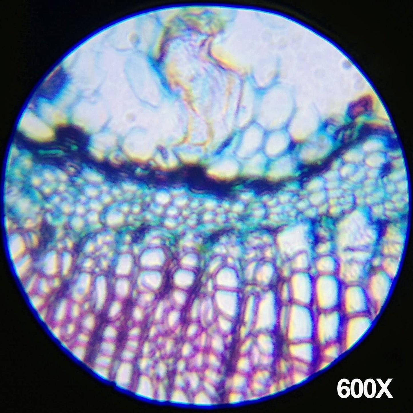 120X-1200X 52- Microscope Kit Metal Body Microscope AmScope pcs Kids Beginner