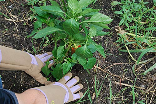 MAGID Extra-Long Thornproof Pruning and Gardening Gloves for Men, 1 Pair, Size 9/L with Forearm Protection