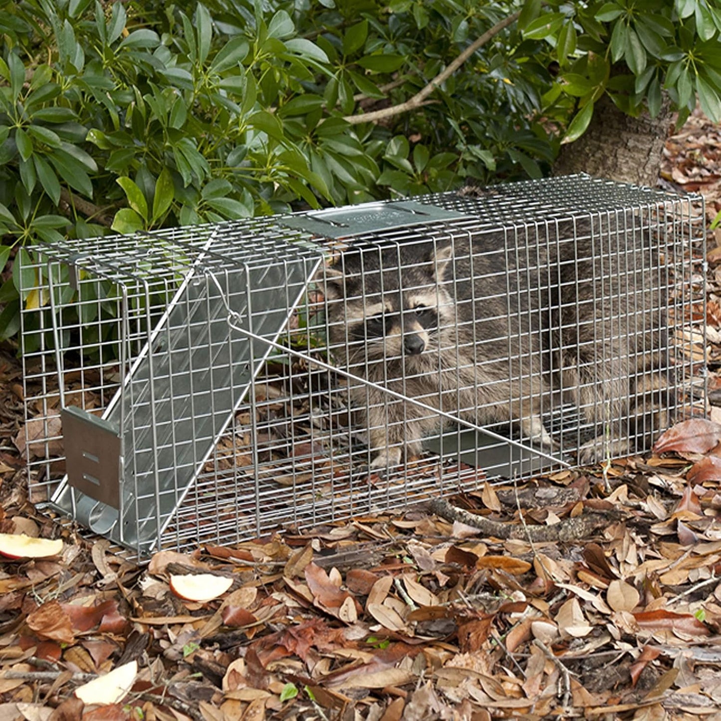 Havahart Large 1-Door Live Animal Trap Raccoon Cat Humane Catch &amp; Release Cage