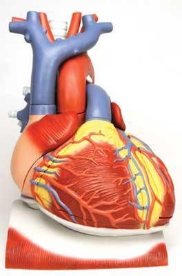 VD251 - Model Heart On Diaphragm 10Pt - 3B Scientific Heart On Diaphragm - Each