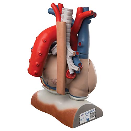 3B Scientific VD251 Heart on Diaphragm 10-Part 3 Times Full Size - 3B Smart Anatomy