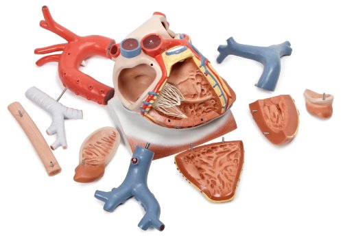 3B Scientific VD251 Heart on Diaphragm 10-Part 3 Times Full Size - 3B Smart Anatomy